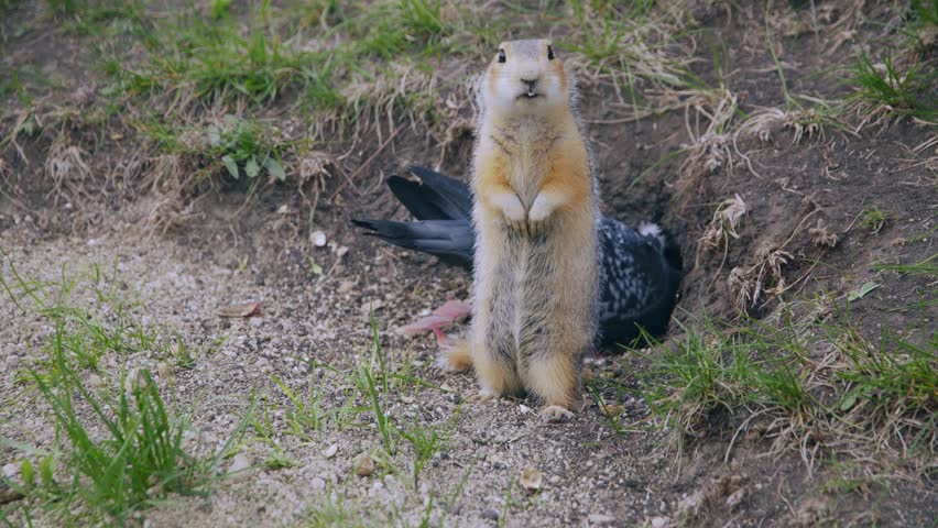 A funny little gopher stands and eats near his hole. Pigeons are walking around him.