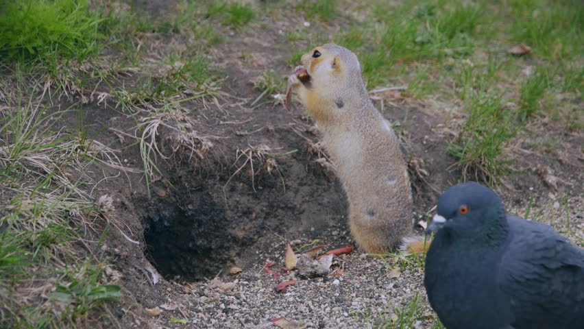 A funny little gopher stands and eats near his hole. Pigeons are walking around him.