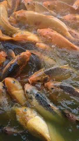 yellow koi fish in the pond