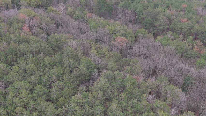 Aerial view of woodland canopy with seasonal color variations.