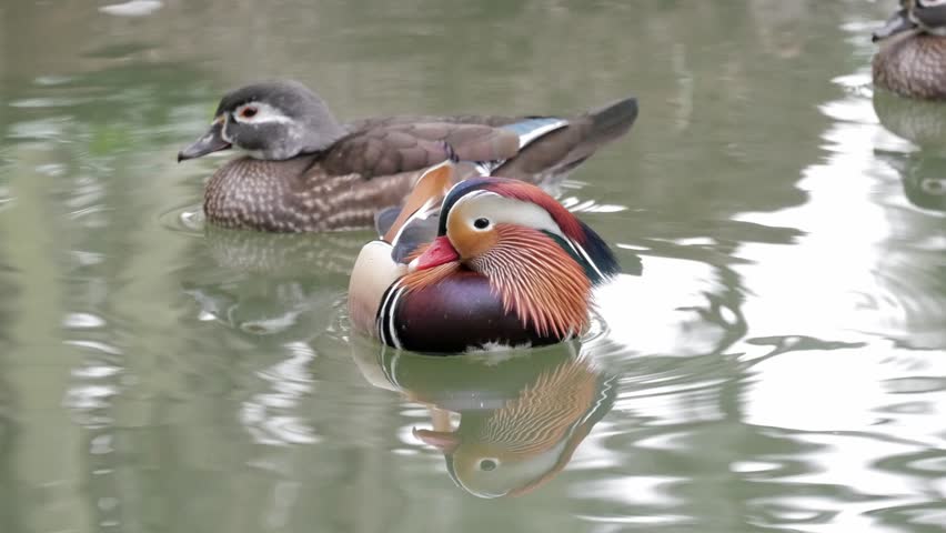 Colorful ducks float peacefully in Huerto del Cura garden pond