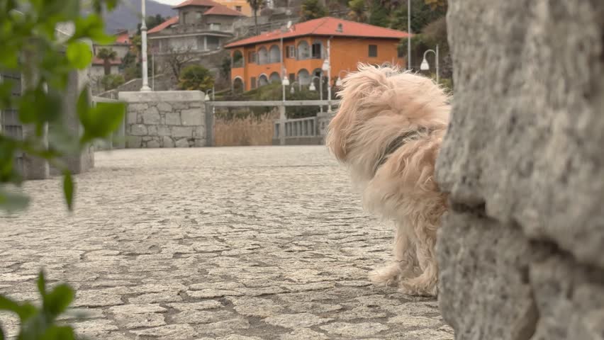 Fluffy Maltipoo dog turns toward camera in 4K slow motion. Wind moving fur and cute nose lick moment. Small fluffy dog outdoor lifestyle scene.