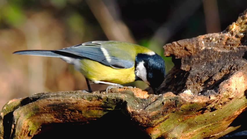 close-up of a Great Tit feeding on a log