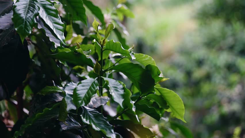 White coffee blossoms nestled among glossy green leaves in tropical plantation for agricultural business concept.