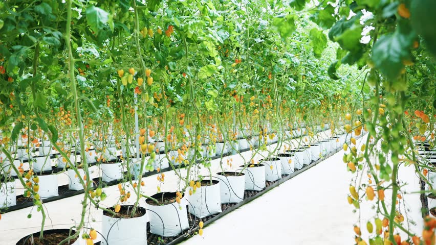 Ripening yellow tomatoes on vine in greenhouse showing gentle movement and color progression for organic farming.