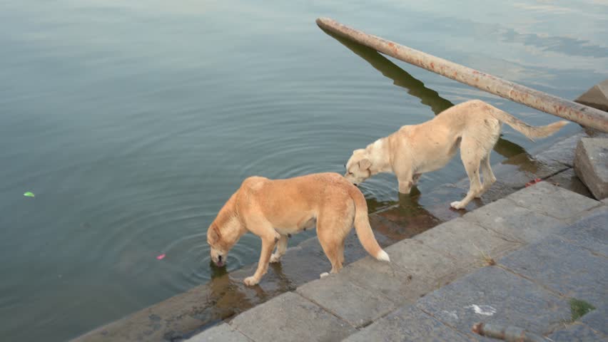 Dog drinking water of the lake