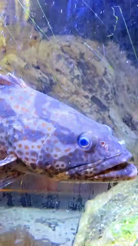 Swimming live grouper seabass in fish tank, Aquairum Wildlife Underwater, Fishing Breeding Farm Exibit, Animal Diversity