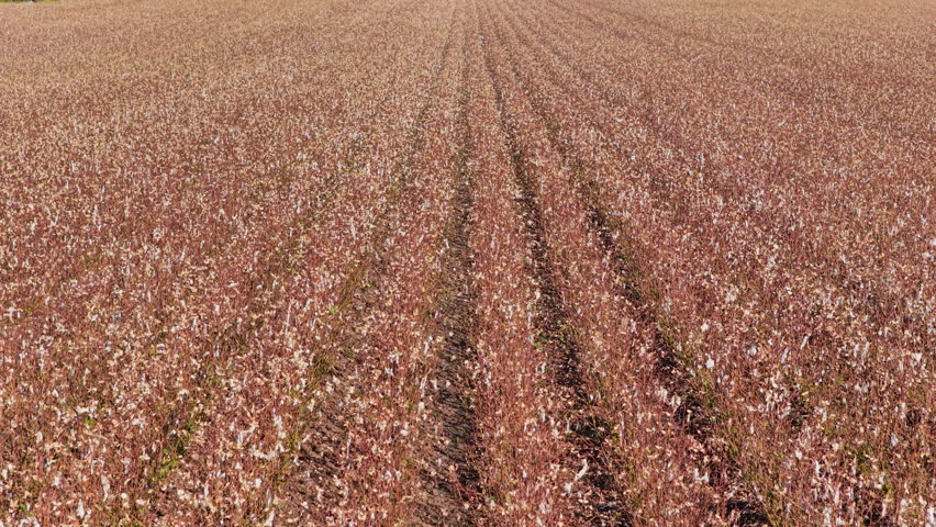 Large Cotton Field With Mature Cotton Plants Ready For Harvest Near Greenville In Mississippi, USA. Aerial Pullback Shot
