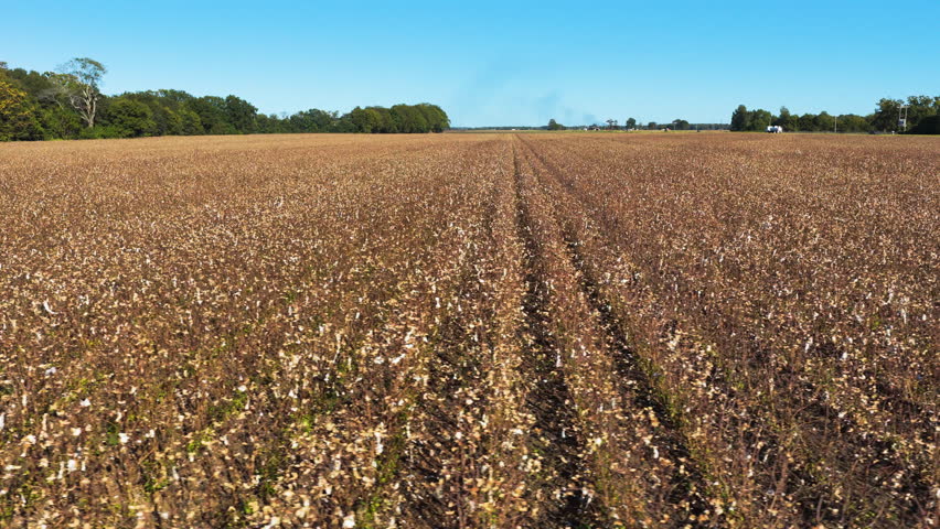 Vast Cotton Field Of Greenville, Mississippi In United States. Aerial Tracking Shot
