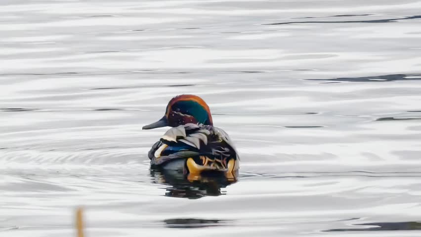 A male teal in new breeding plumage preens his feathers ready for the upcoming mating season