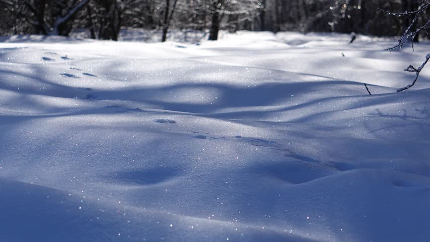 Winter forest in spring, ice-covered branches, icy calm in the frozen forest.