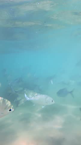 Various species of tropical fish, including silver moonfish, swim gracefully in the bright blue waters of Hikkaduwa. The light from above creates shimmering patterns on their bodies as they move together in a peaceful slow motion underwater scene.