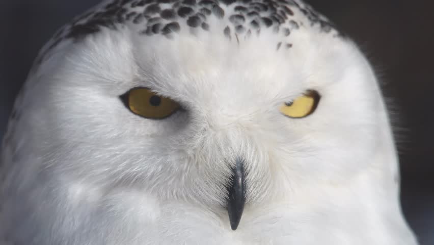 A white owl with black spots on its head. The owl has yellow eyes. The owl is sitting on the ground