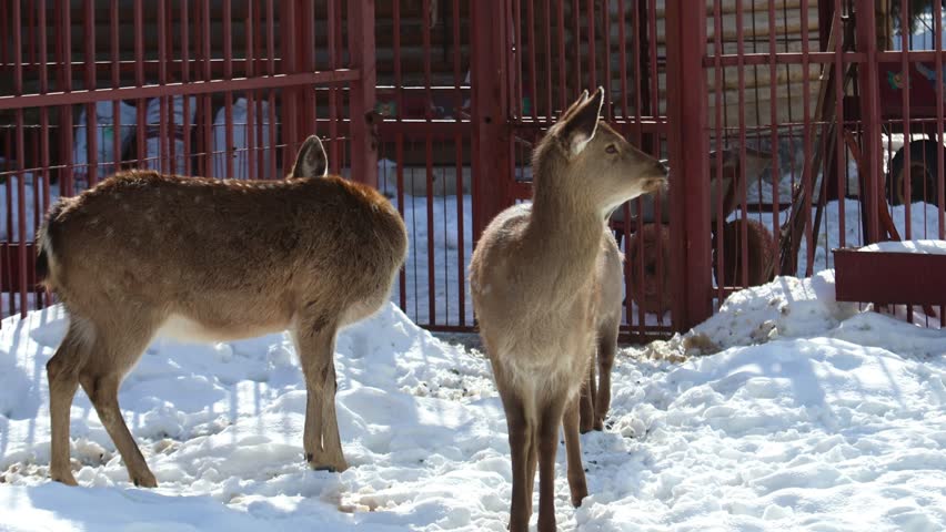Two deer standing in the snow. One is looking at the camera. The other is looking away