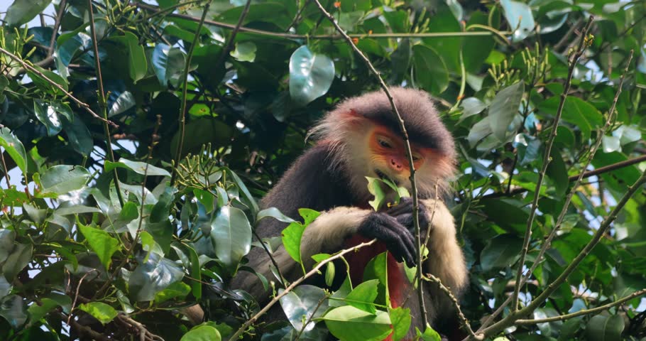 Douc langur feeding on foliage among bright jungle leaves. Perfect for biodiversity stories, endangered species features, travel films, science education, and conservation campaign visuals online. 