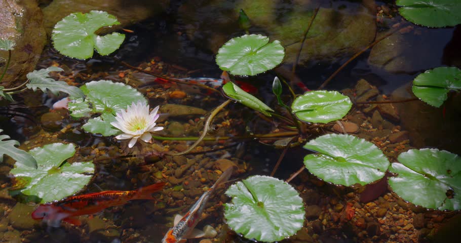 Koi fish swim beneath lily pads in clear pond water with blooming white lotus. Ideal for spa ads, zen meditation visuals, garden design, nature relaxation, and wellness branding for web ads. 
