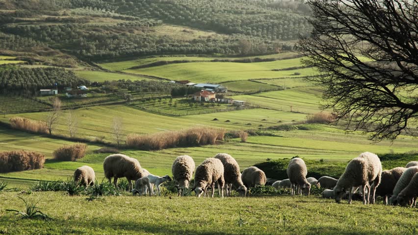 Handheld wide landscape shot of sheep and lambs grazing on a green hillside pasture. Layered countryside composition with farmhouse, cultivated fields and rolling hills under soft natural daylight, highlighting depth and rural atmosphere.