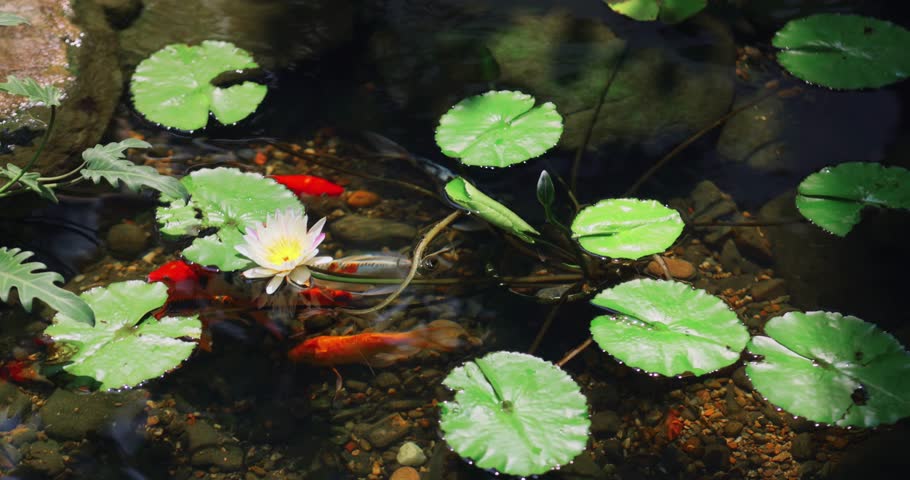 Top-down koi pond scene shows orange and white carp swimming through clear water, surrounded by lily pads and a lotus-style bloom. Perfect for meditation apps, eco tourism videos, and zen design. 