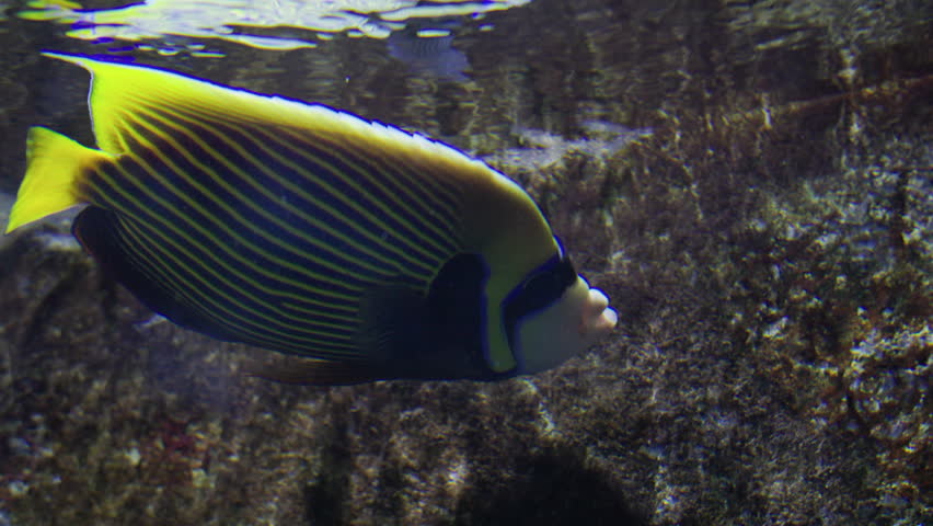 Emperor angelfish swimming in a coral reef