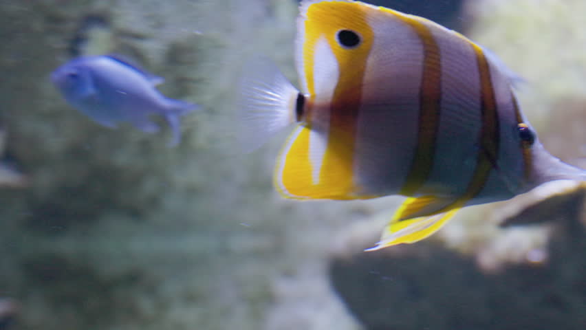 Copperband butterflyfish swimming in an aquarium