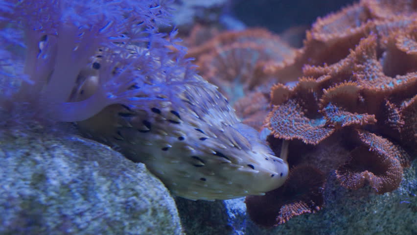Porcupine pufferfish hiding among coral reef