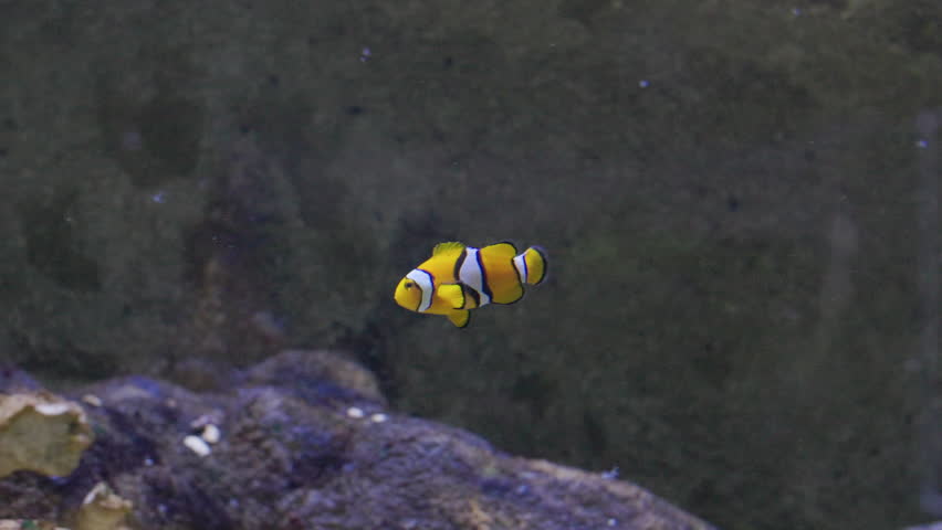 Solitary yellow clownfish swimming in an aquarium