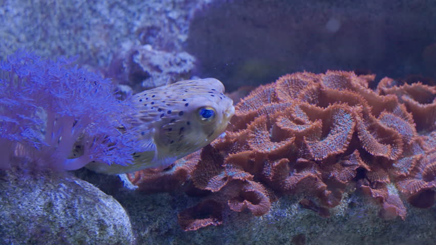 Freckled porcupinefish swimming slowly past coral reef