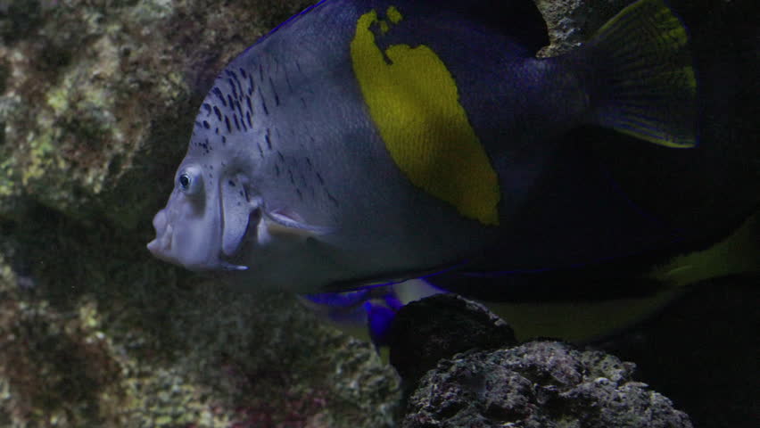 Yellowbar angelfish swimming in a coral reef