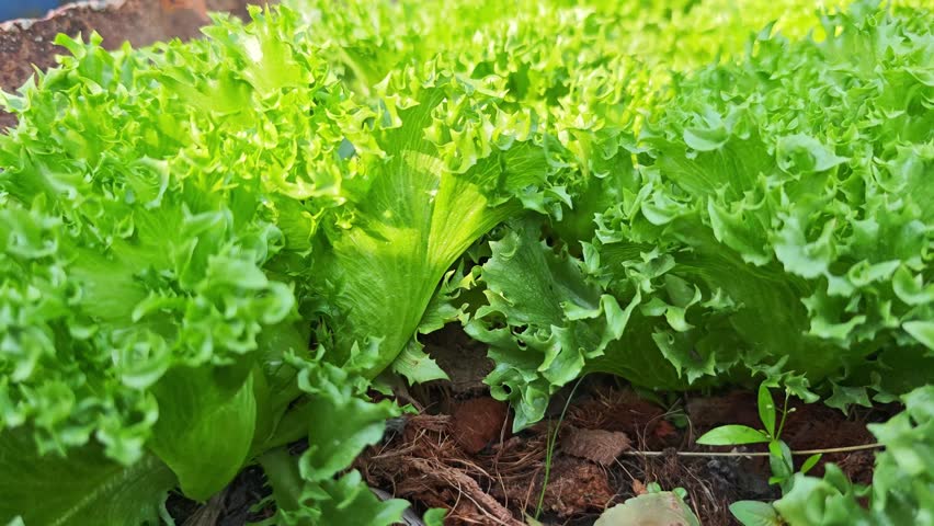 Fresh Frillice Iceberg lettuce leaves, Salads vegetable in the planting plot.
