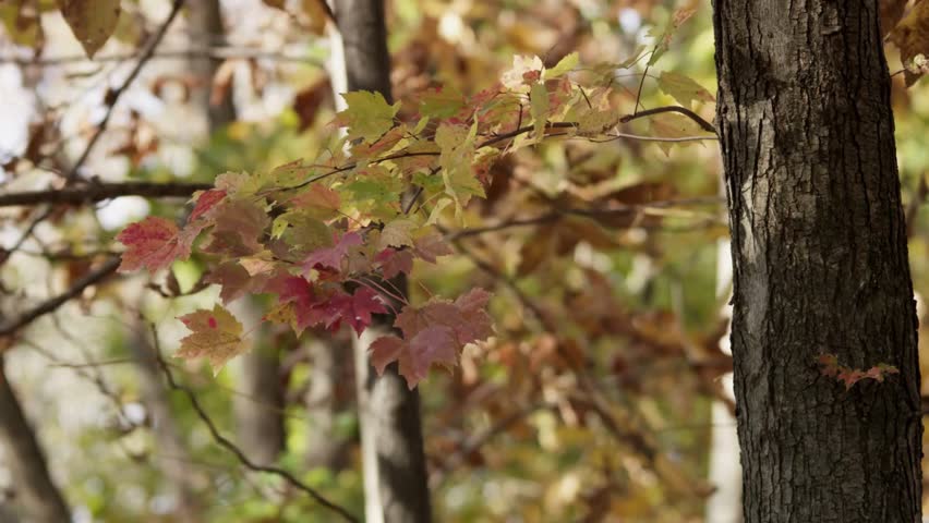 A beautiful close up shot of vibrant autumn leaves in various shades of red yellow and green gently swaying on a tree branch in a peaceful forest setting during the fall season