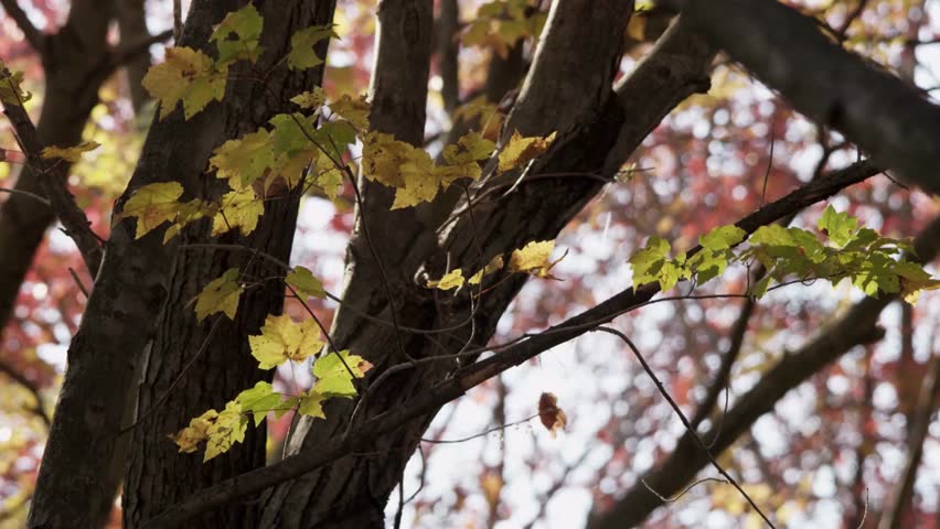 A medium shot featuring a dark tree trunk in the foreground with a branch of green and yellow maple leaves in focus while red autumn foliage blurs in the background