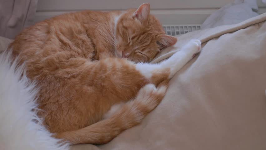 Ginger cat sleeping on cozy sofa near window while Christmas tree is being taken down. Warm winter home comfort and post-holiday lifestyle concept