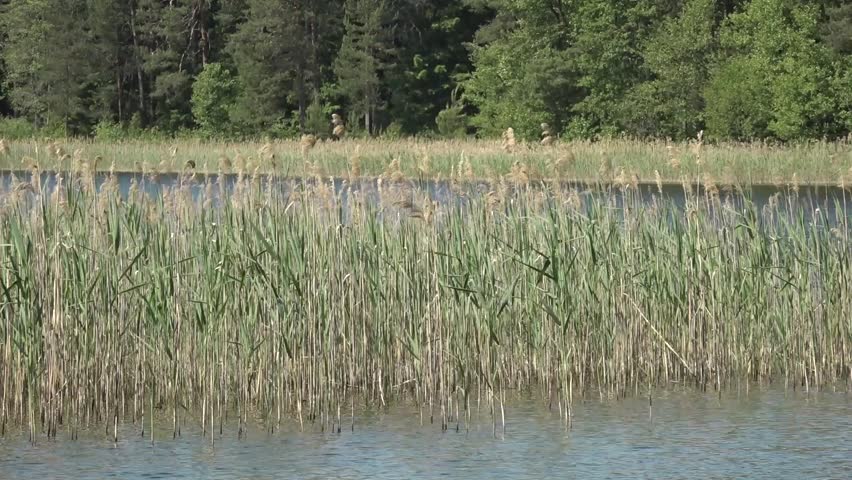 Lush green reeds move softly by the water