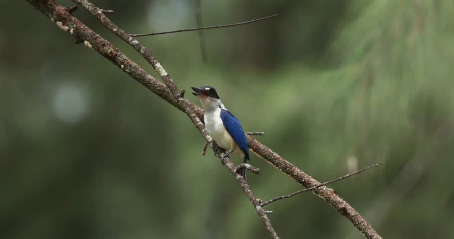 Collared kingfisher sitting on thin branch in forest, white-collared kingfisher looking for prey in natural habitat, mangrove kingfisher wildlife behavior.