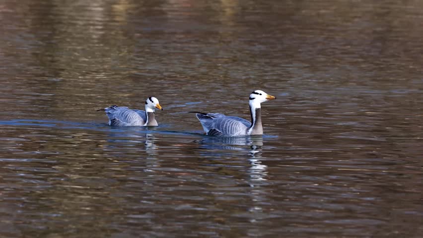 The bar-headed goose, Anser indicus is a goose that breeds in Central Asia in colonies of thousands near mountain lakes and winters in South Asia, as far south as peninsular India. Seen in the English Garden, Munich, Germany