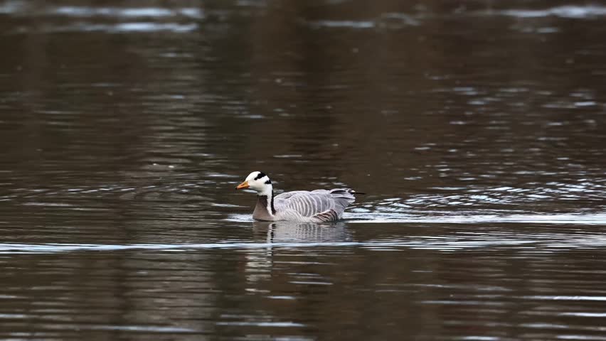 The bar-headed goose, Anser indicus is a goose that breeds in Central Asia in colonies of thousands near mountain lakes and winters in South Asia, as far south as peninsular India. Seen in the English Garden, Munich, Germany