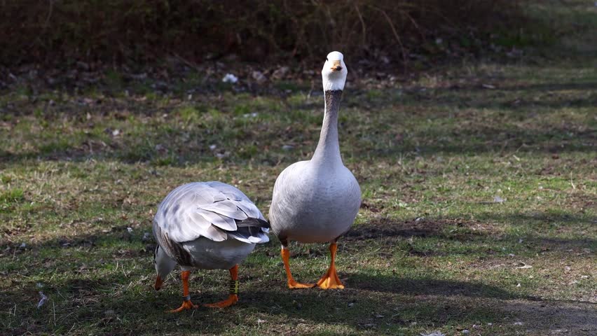 The bar-headed goose, Anser indicus is a goose that breeds in Central Asia in colonies of thousands near mountain lakes and winters in South Asia, as far south as peninsular India. Seen in the English Garden, Munich, Germany