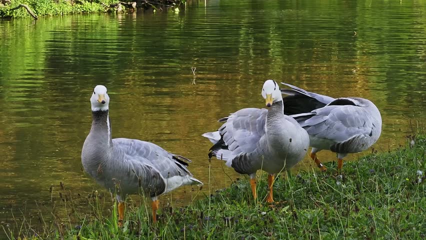 The bar-headed goose, Anser indicus is a goose that breeds in Central Asia in colonies of thousands near mountain lakes and winters in South Asia, as far south as peninsular India. Seen in the English Garden, Munich, Germany