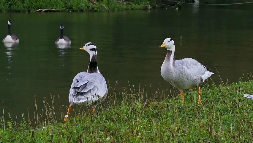The bar-headed goose, Anser indicus is a goose that breeds in Central Asia in colonies of thousands near mountain lakes and winters in South Asia, as far south as peninsular India. Seen in the English Garden, Munich, Germany
