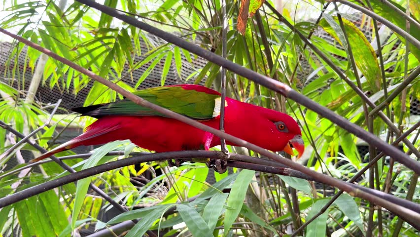 vibrant chattering lory parrot with red plumage and green wings sitting on branch in tropical forest.