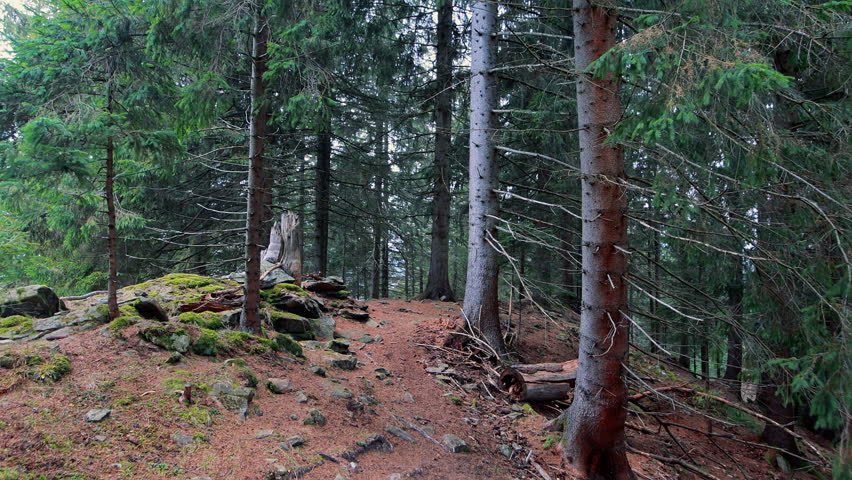 Enchanting coniferous forest landscape with mossy rocks and tall trees, scenic hiking path leading through a dense woodland wilderness in fall