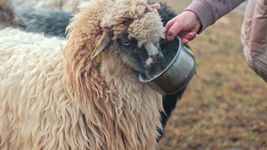 Close up of a female hand feeding a fluffy white sheep from a metal bowl, domestic animal care and organic livestock farming in the rural area