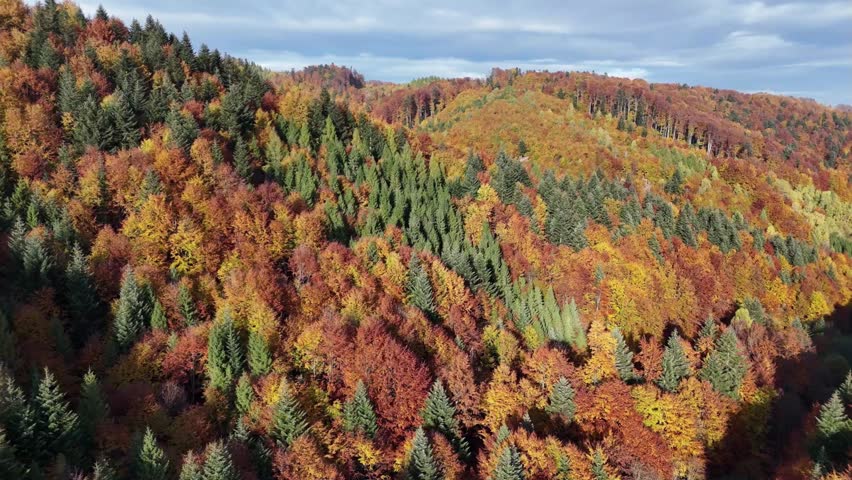 A wide aerial view from a drone flying low above the treetops in a forest in autumn, with evergreen pines mixed with colorful deciduous trees, rolling hills, and layered valleys in the background unde