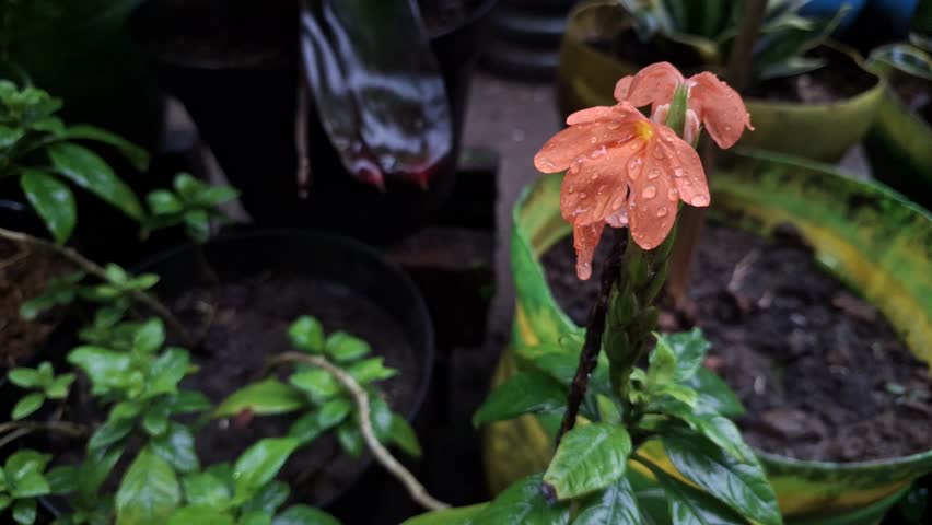 Close-up of Orange Firecracker Flower with Raindrops after Rain in Tropical Garden.