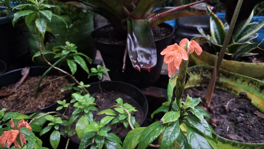 Close-up of Orange Firecracker Flower with Raindrops after Rain in Tropical Garden