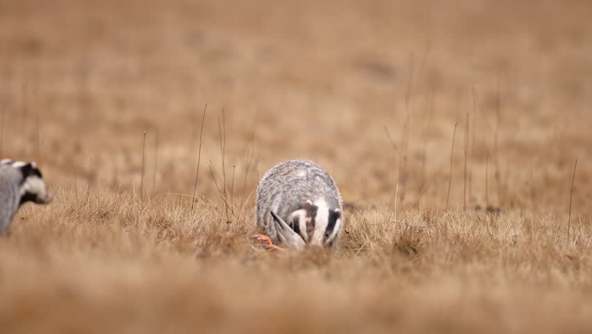 A pair of Badger (Meles meles) eating a duck on grassland. The animals are obviously competing with each other, struggling for every piece of meat, but one of them is highly dominant. Winter wildlife