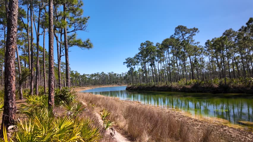 Tranquil pine forest and its reflection on the clear water of a coastal dune lake in Everglades National park, Florida