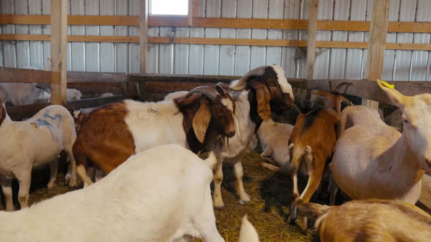 Sheep Flock on Farm in Countryside – Livestock Agriculture by drone

