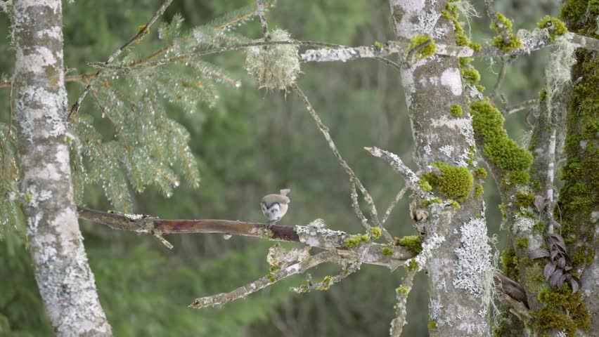 Two tits on a tree branch in the mountains (Switzerland)