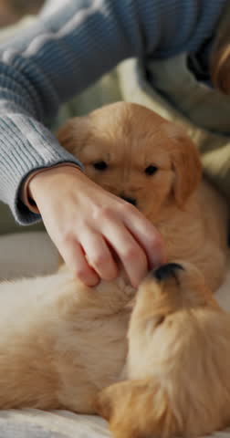 Fight, playing and woman with puppies on bed for learning, development and bonding after adoption. Pet owner, bedroom and person with Golden Retriever dog for relax, relationship and animal care